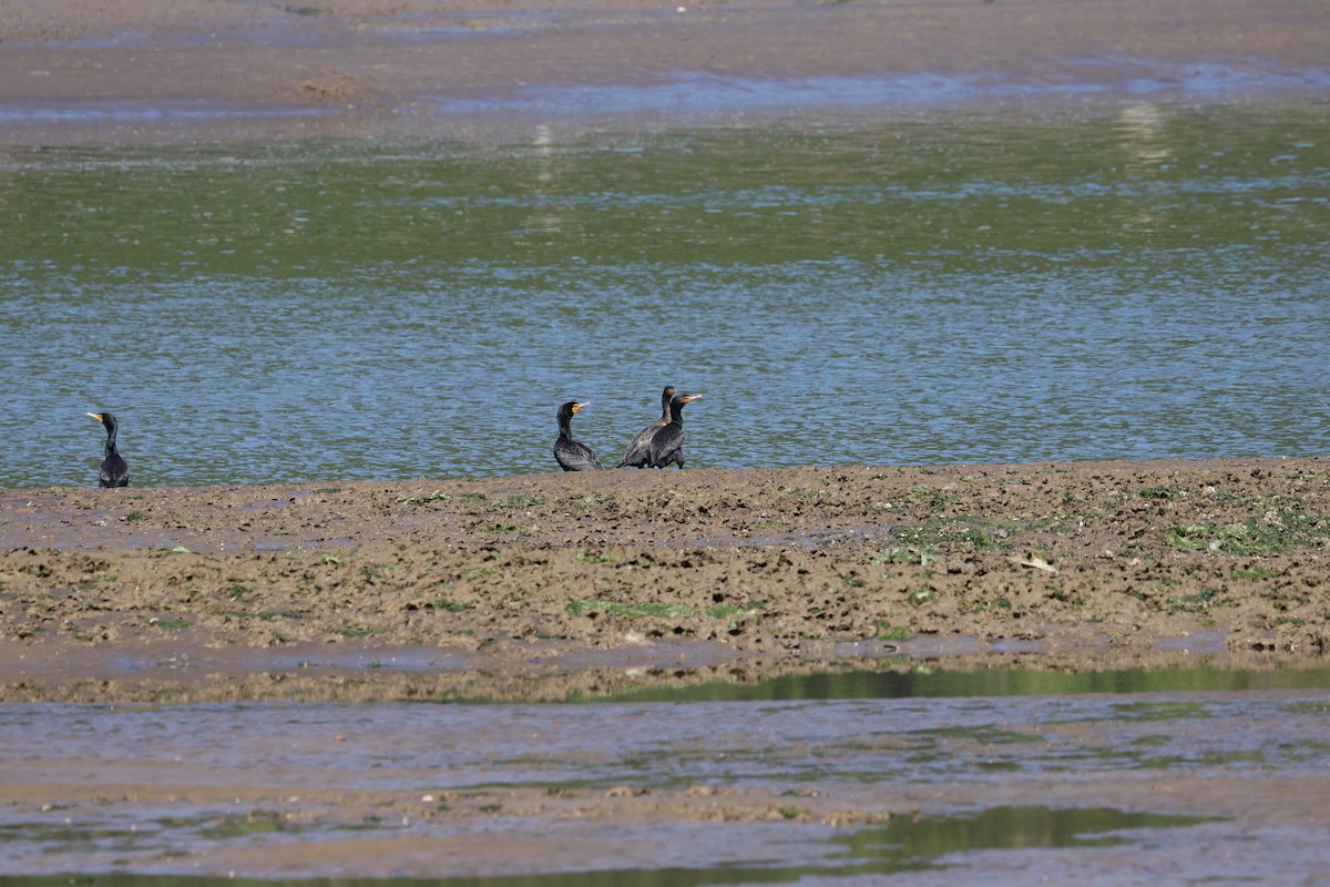 Cormoran à aigrettes - ML639069570