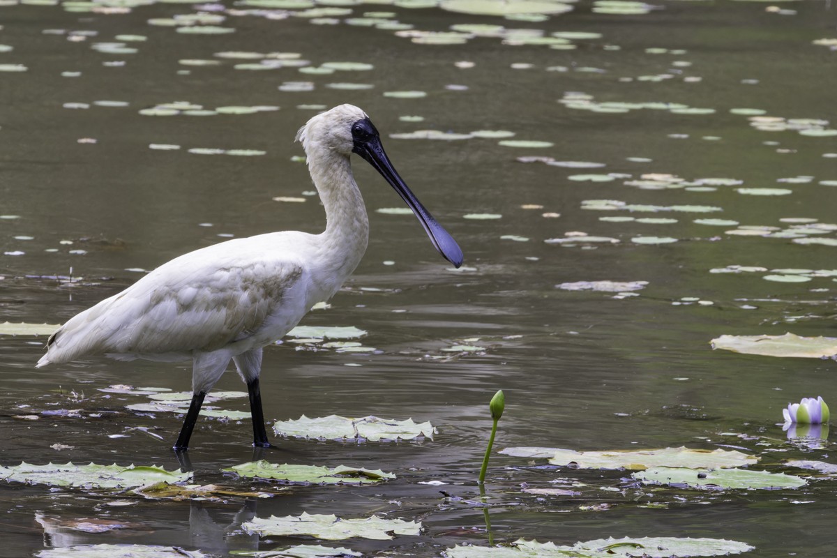 Royal Spoonbill - ML639069579