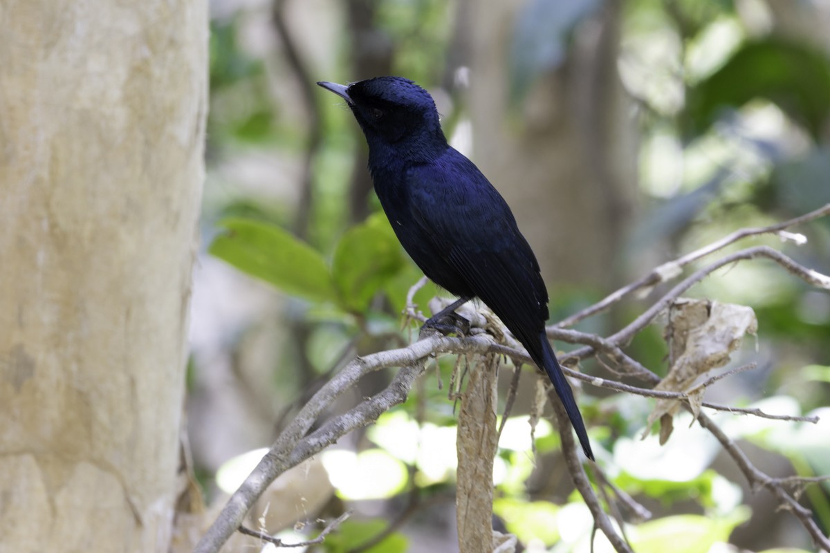Shining Flycatcher - ML639069583