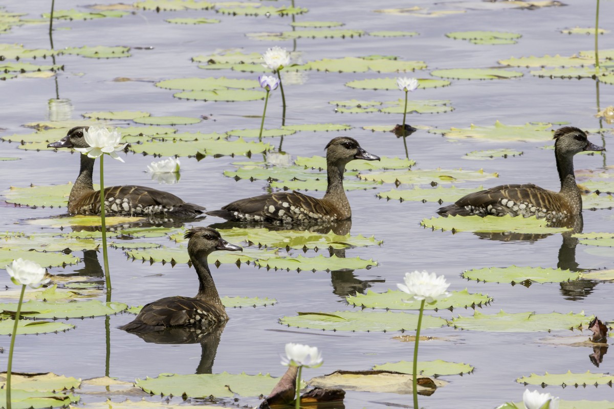 Spotted Whistling-Duck - ML639069591