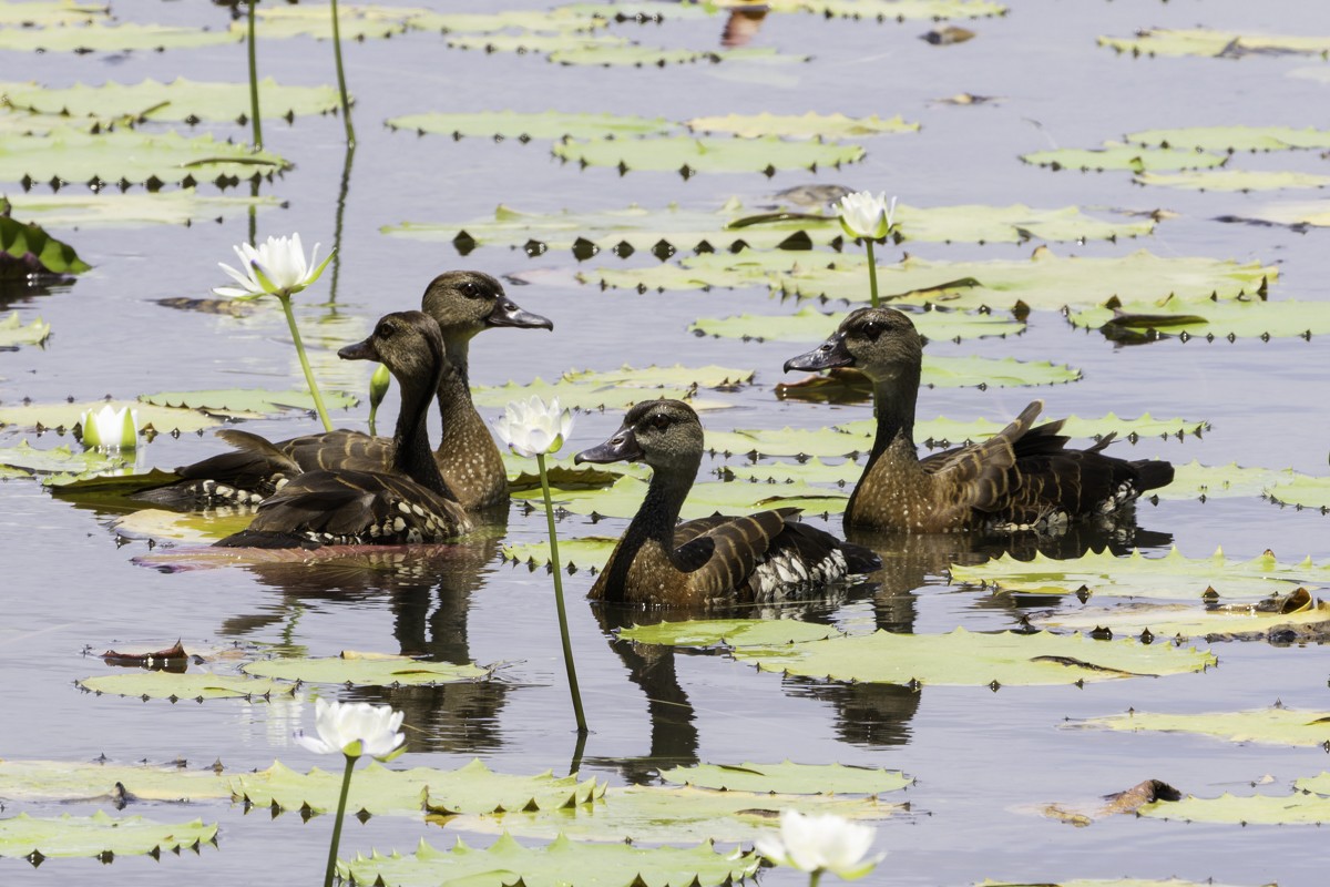 Spotted Whistling-Duck - ML639069592