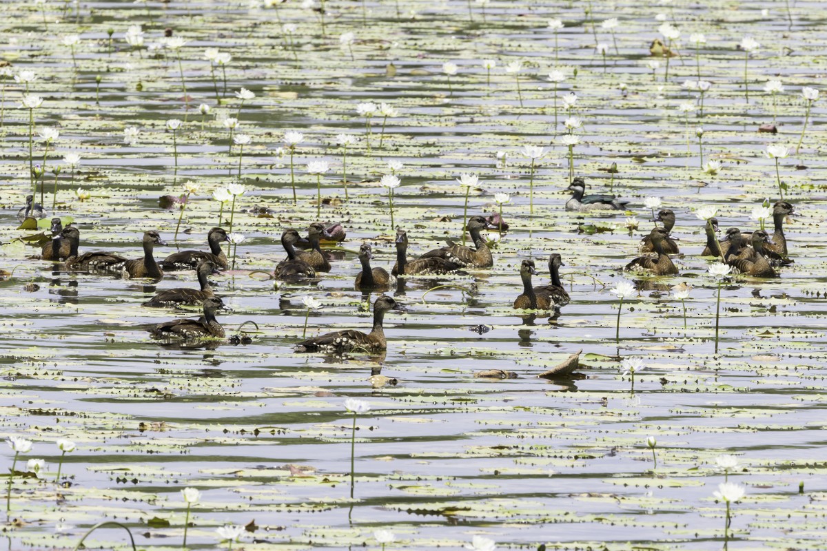 Spotted Whistling-Duck - ML639069593