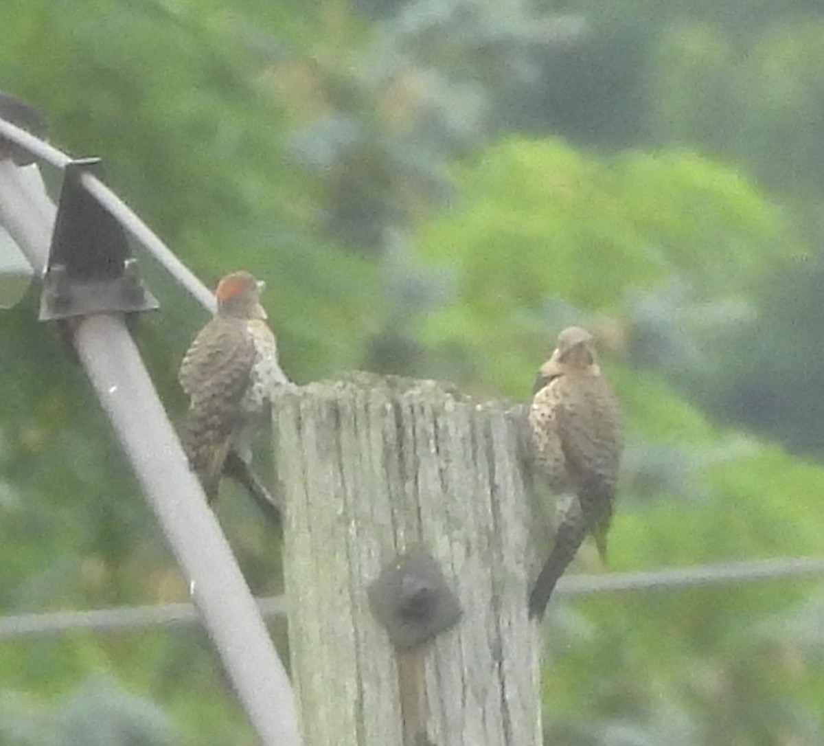 Northern Flicker - ML639069665