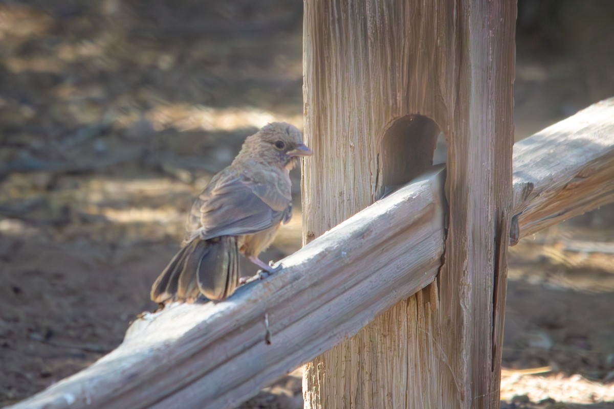 Abert's Towhee - ML639069698