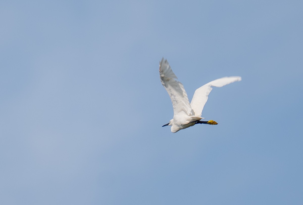 Little Egret - ML639069708