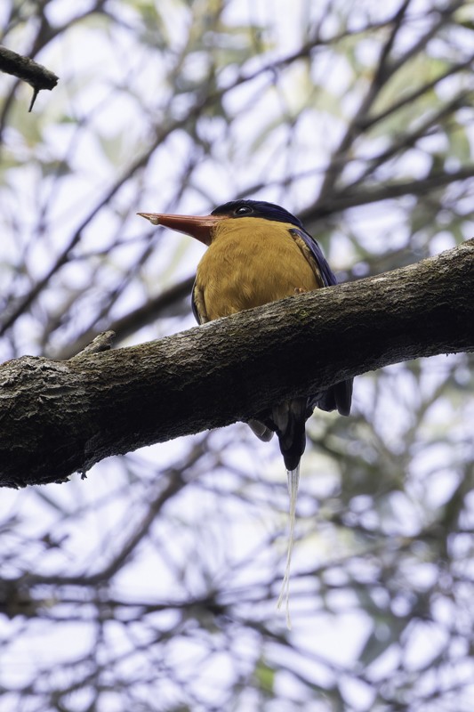 Buff-breasted Paradise-Kingfisher - ML639069749