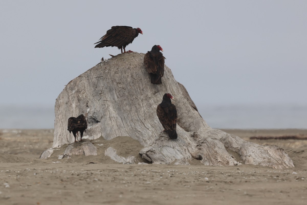 Turkey Vulture - ML639069778