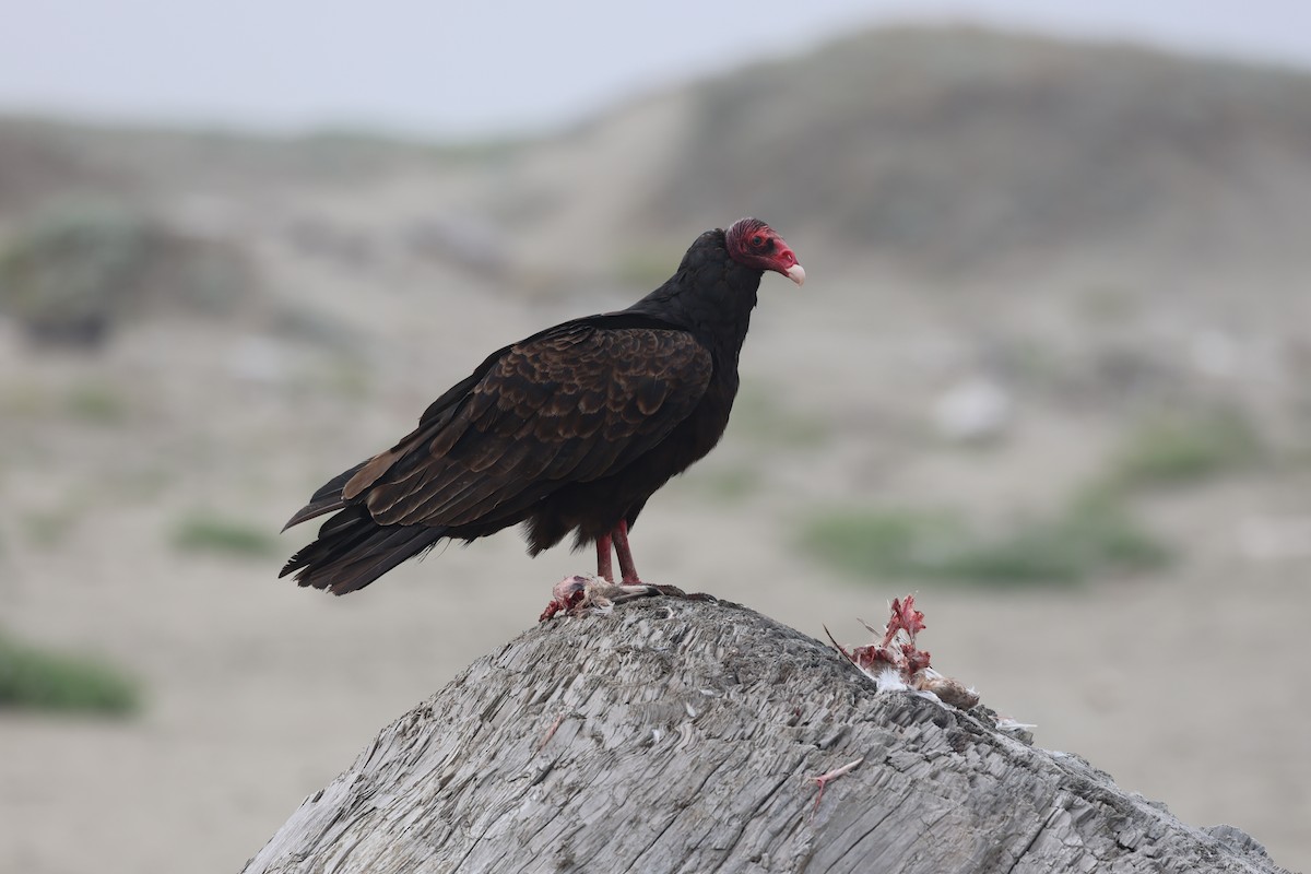 Turkey Vulture - ML639069780