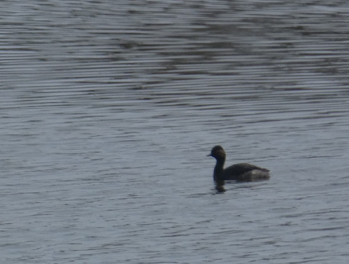 Халтар шунгуур - ML639069832