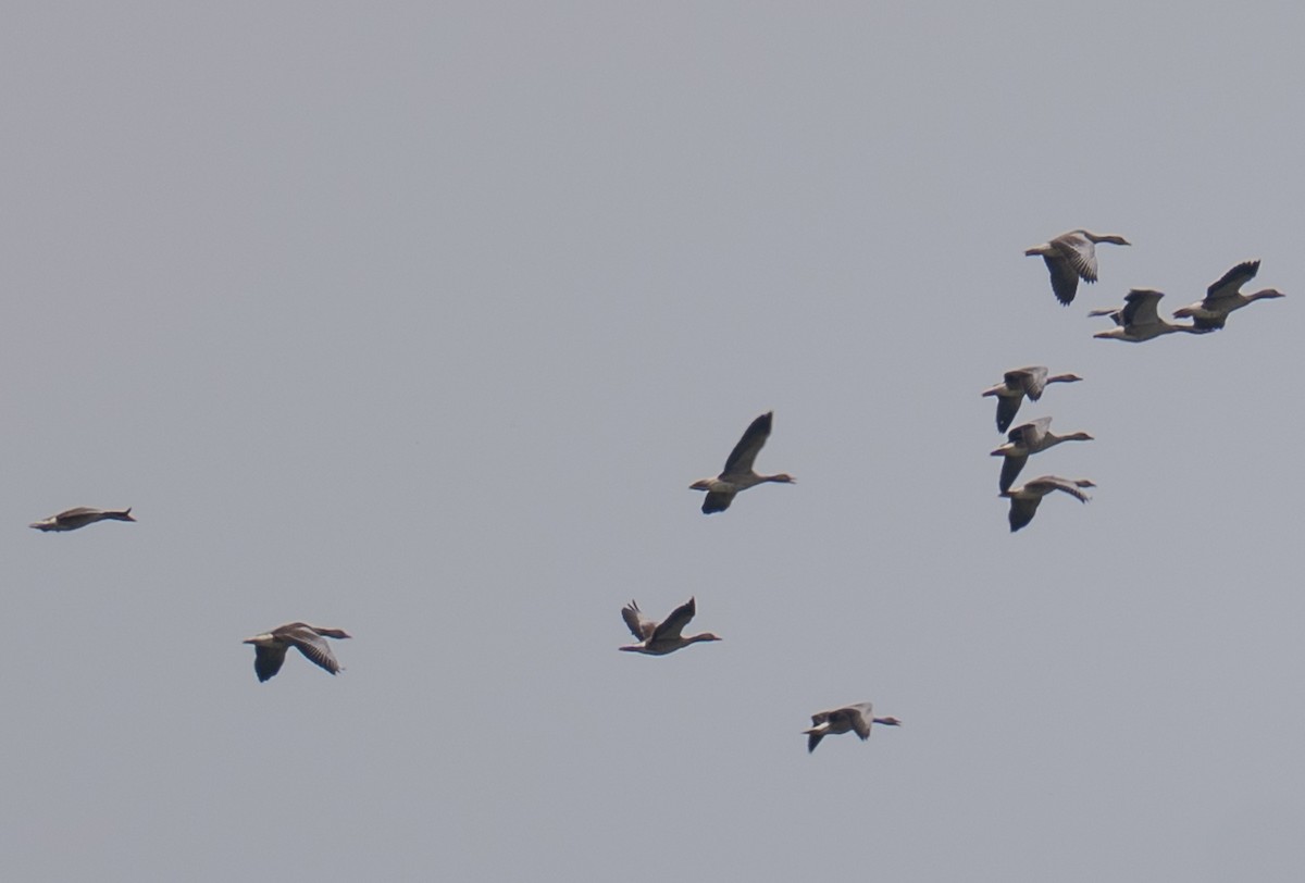 Graylag Goose - ML639069873