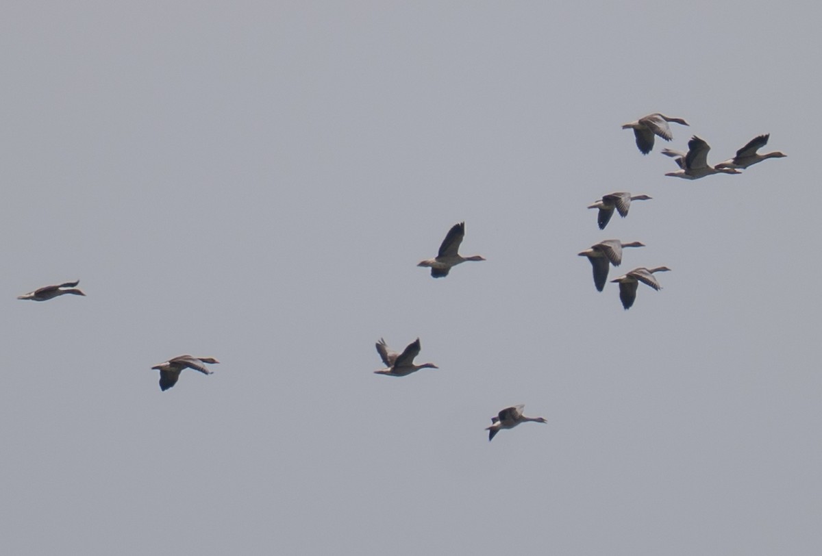 Graylag Goose - ML639069874