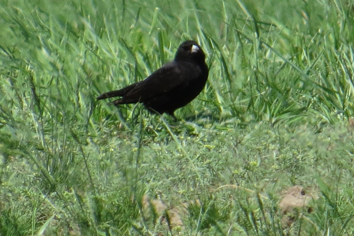 Black Lark - ML639069971