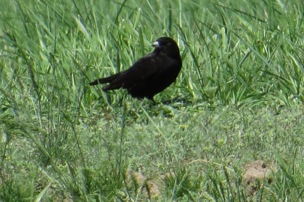 Black Lark - ML639069972