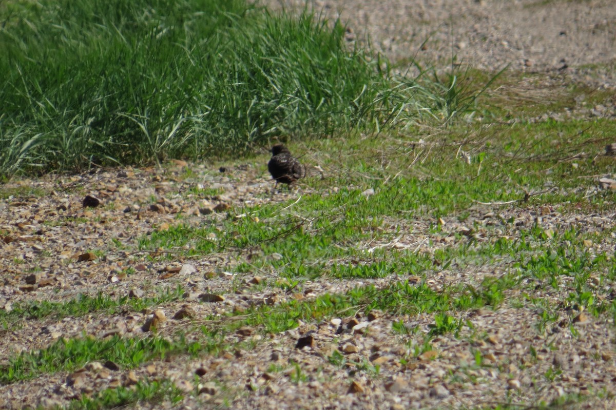Black Lark - ML639069974