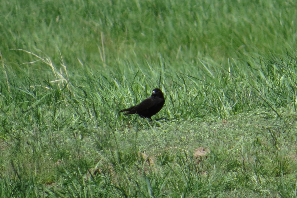 Black Lark - ML639069975