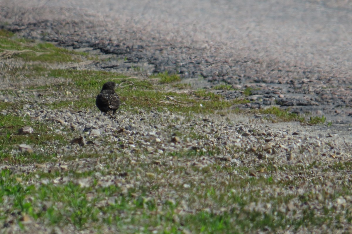 Black Lark - ML639069976