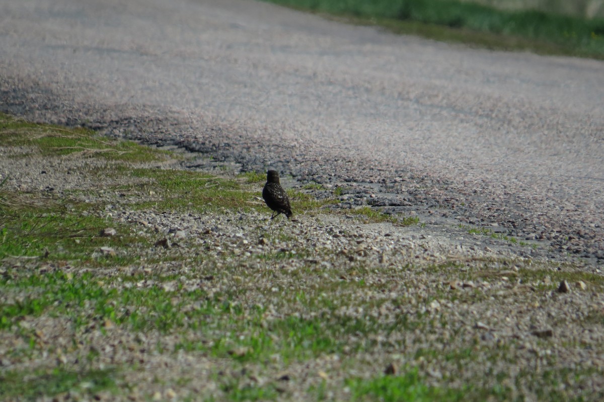 Black Lark - ML639069977