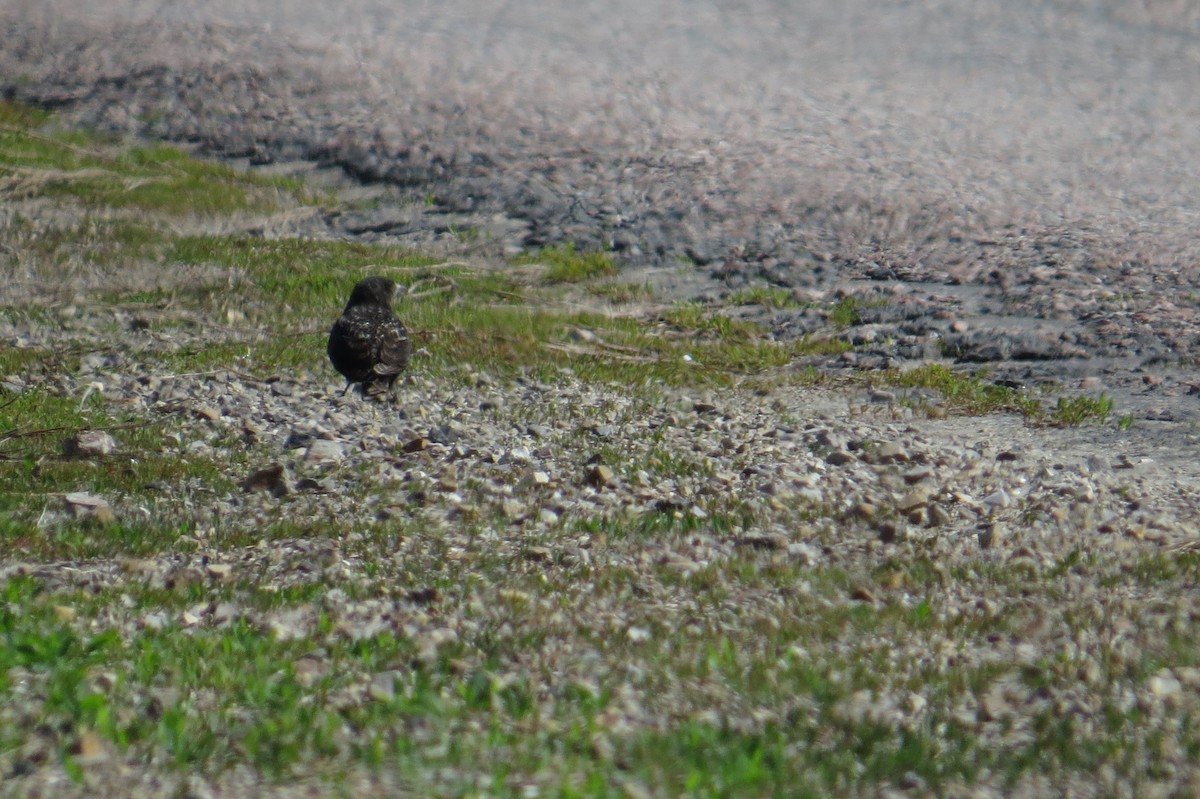 Black Lark - ML639069978