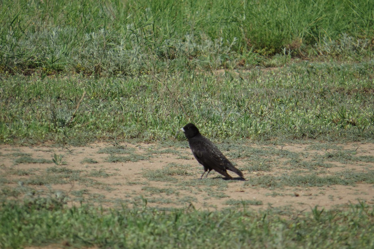 Black Lark - ML639069981