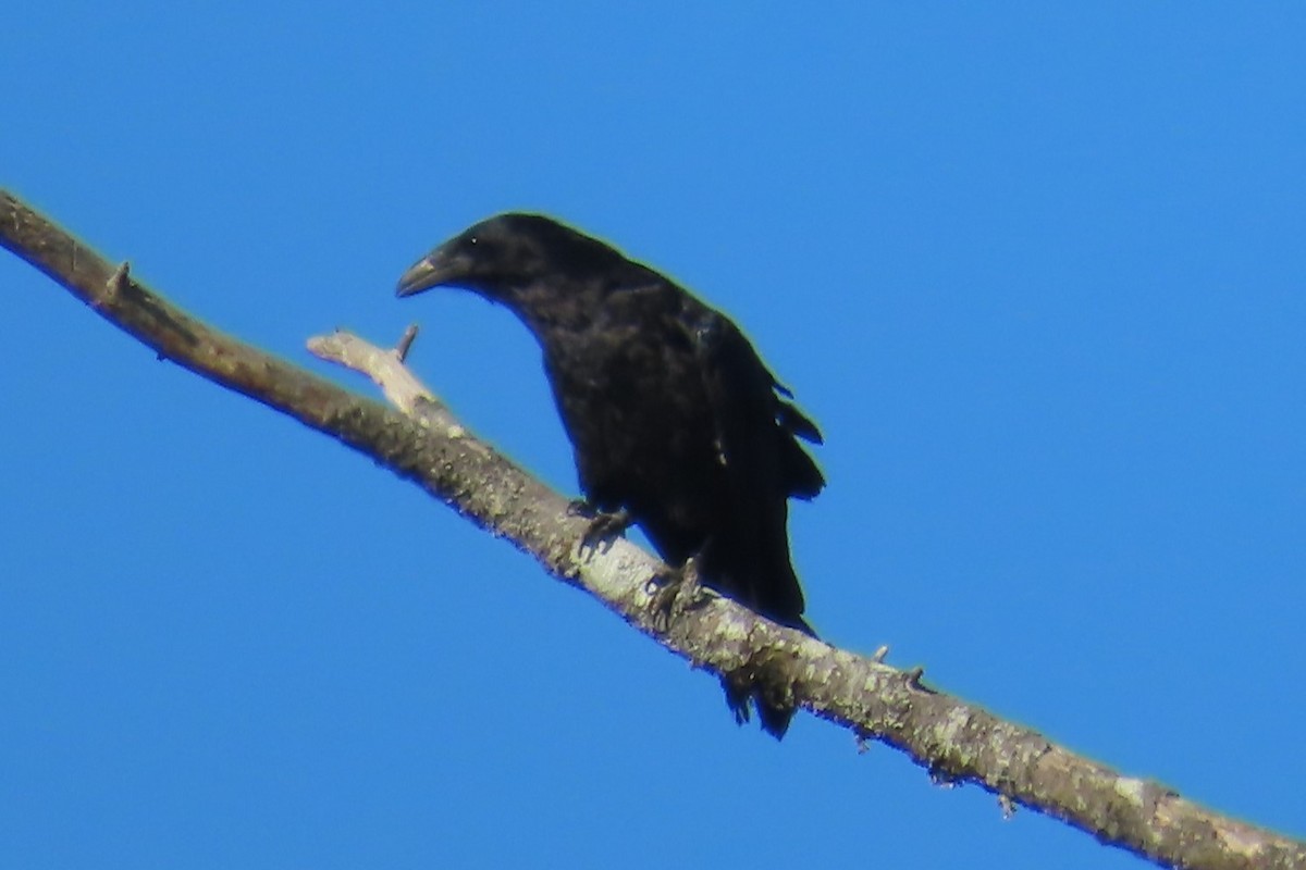 Common Raven - ML639070042