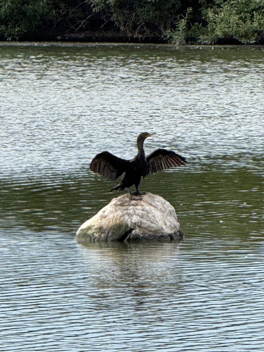 Cormoran à aigrettes - ML639070108