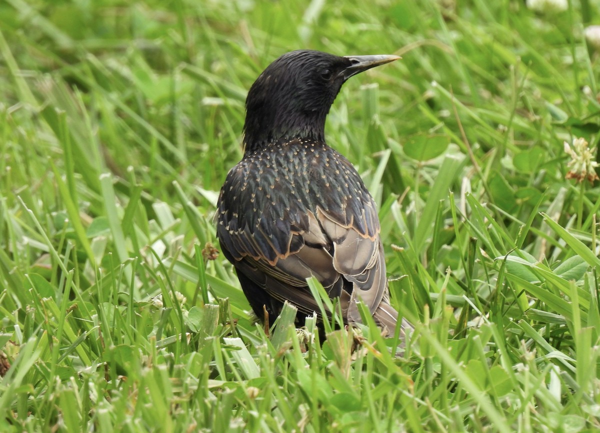 European Starling - ML639070128