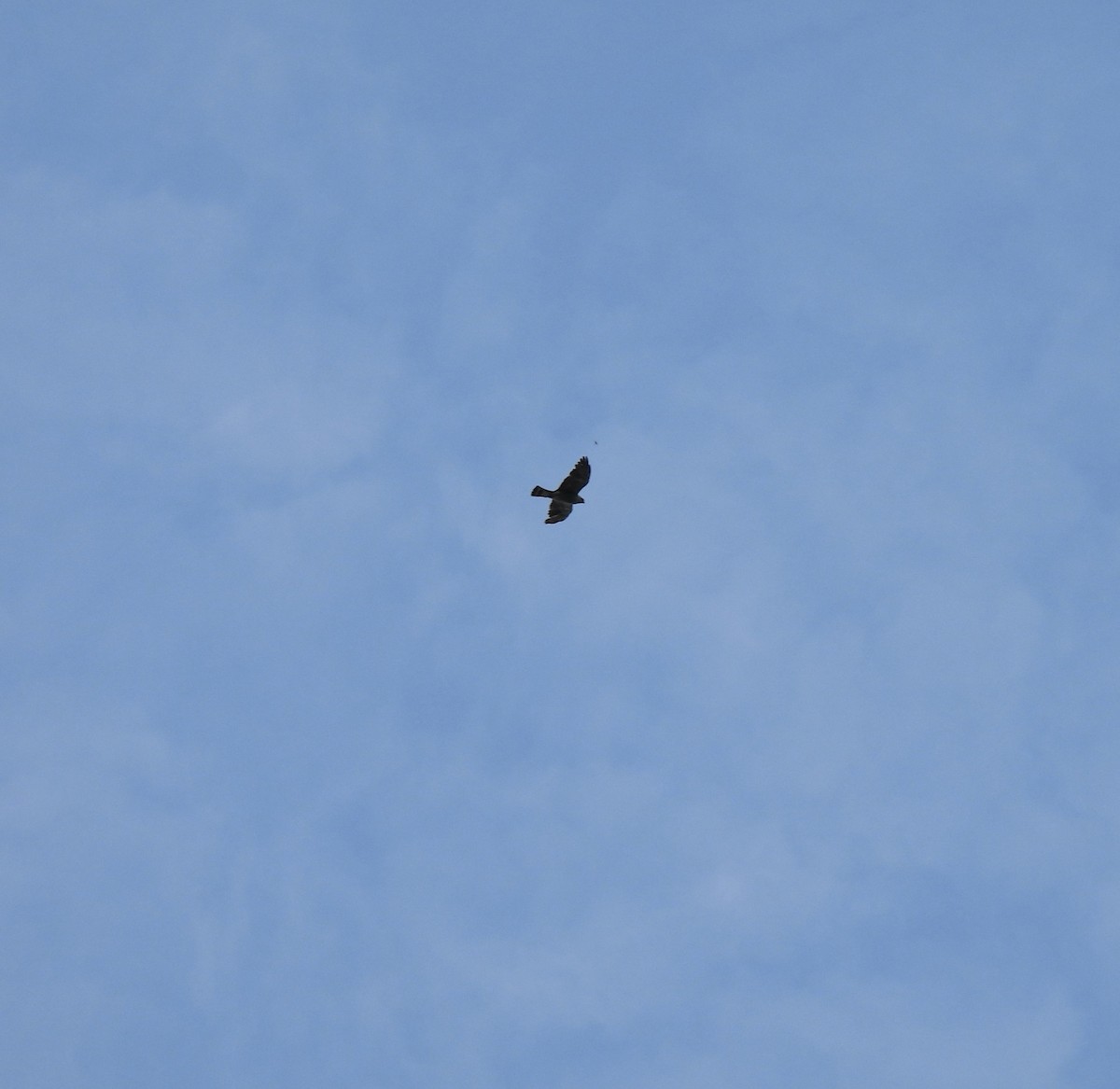 Mississippi Kite - ML639070167