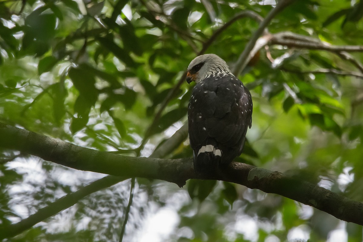 Black-faced Hawk - ML639070190