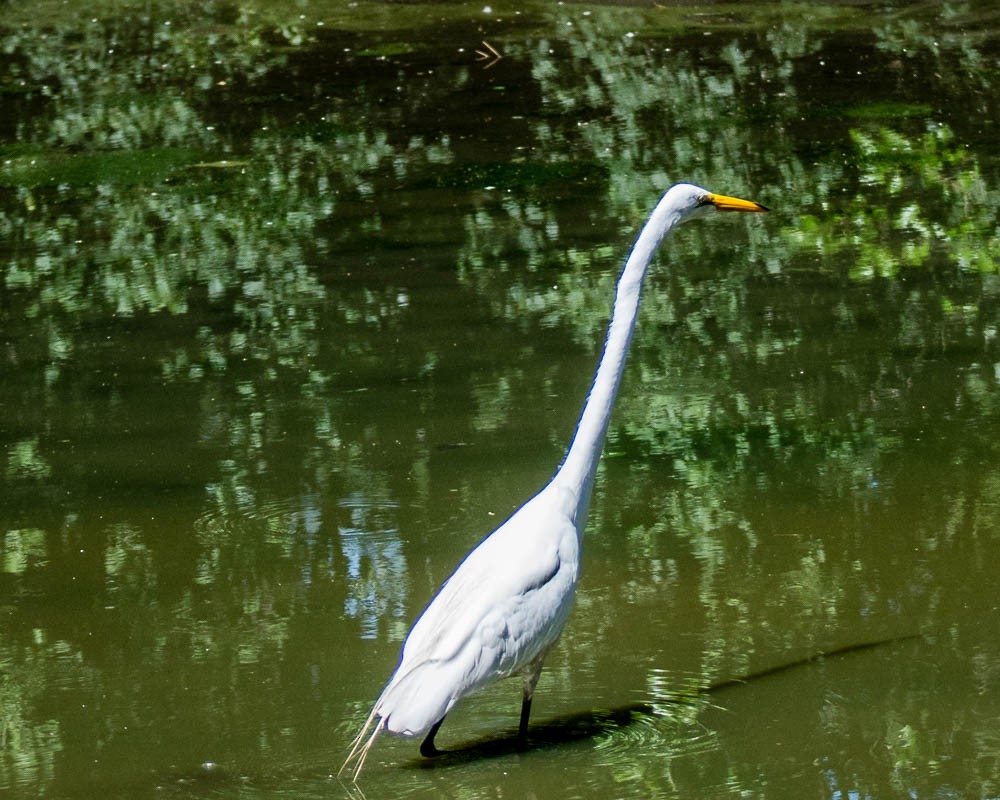 Airone bianco maggiore - ML639070193