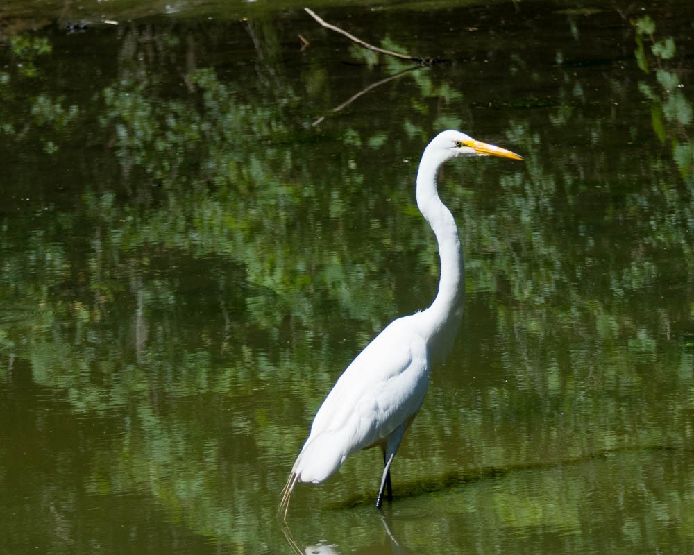 Airone bianco maggiore - ML639070194