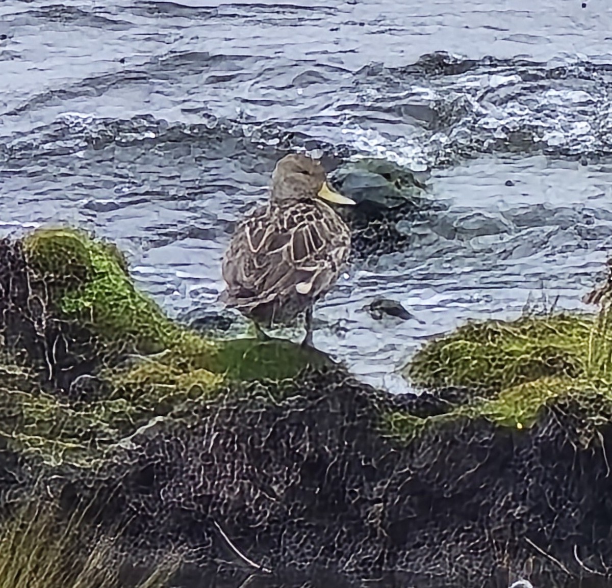 Yellow-billed Pintail (South American) - ML639070198