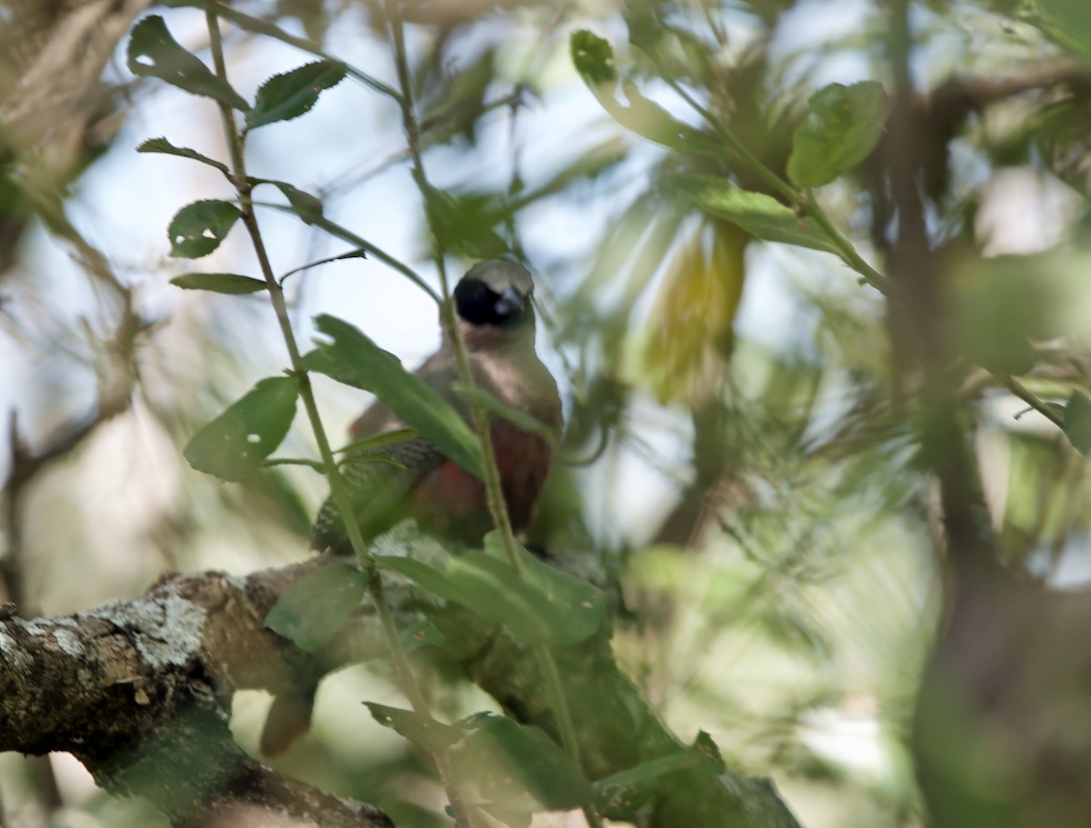 Black-faced Waxbill - ML639070202