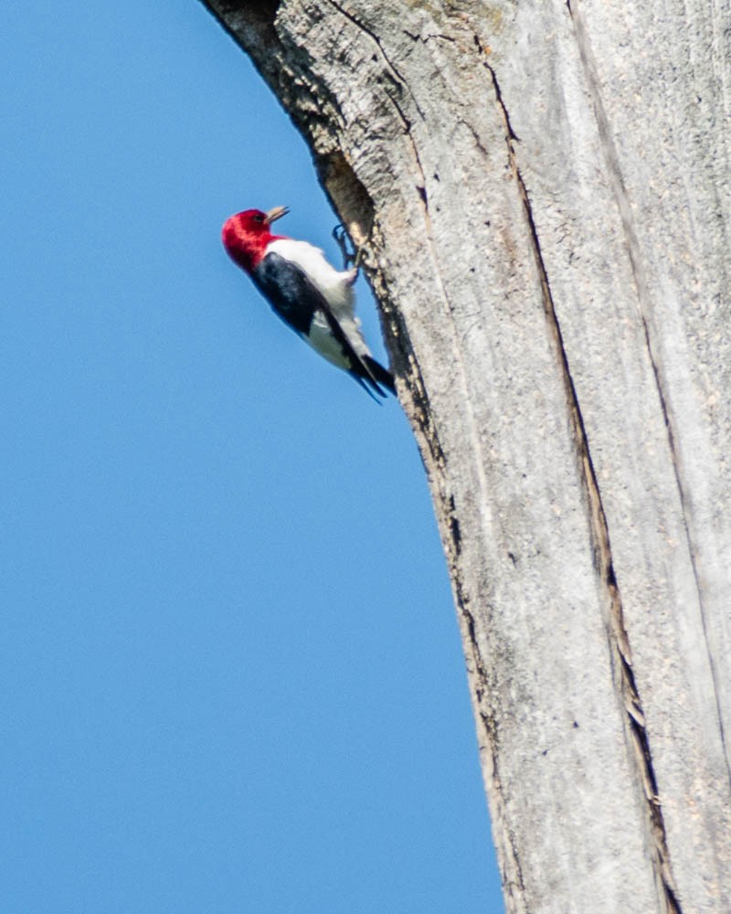 Red-headed Woodpecker - ML639070206