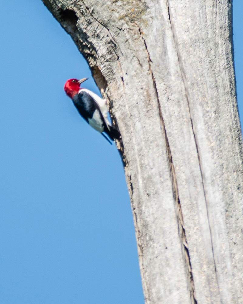 Red-headed Woodpecker - ML639070207