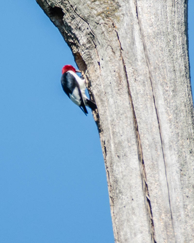 Red-headed Woodpecker - ML639070208