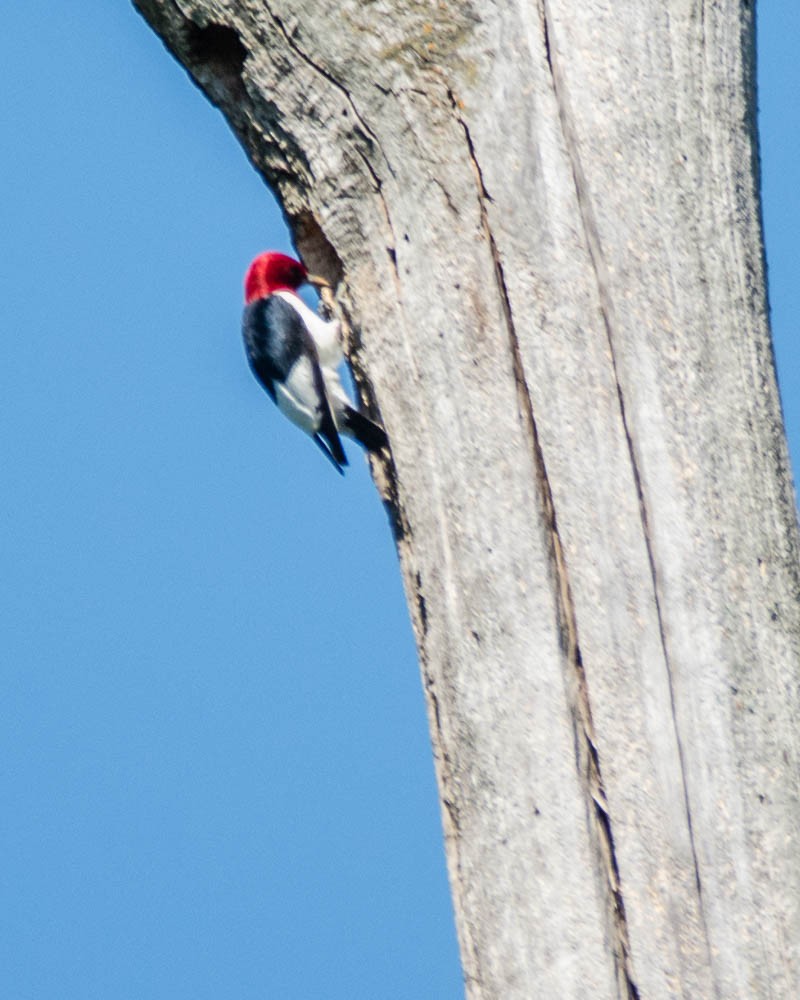 Red-headed Woodpecker - ML639070209
