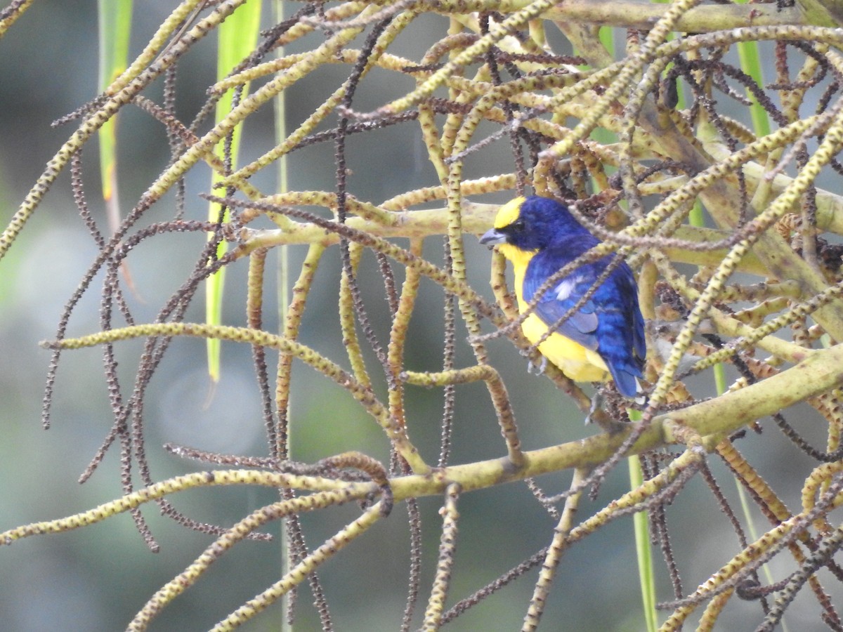 Thick-billed Euphonia - ML639070217