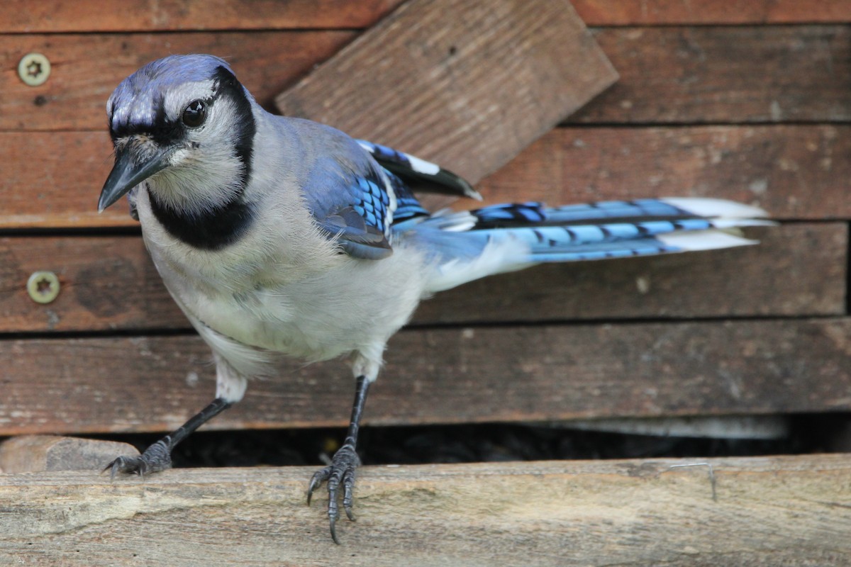 Blue Jay - ML639070243