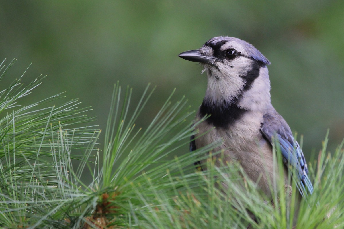 Blue Jay - ML639070245