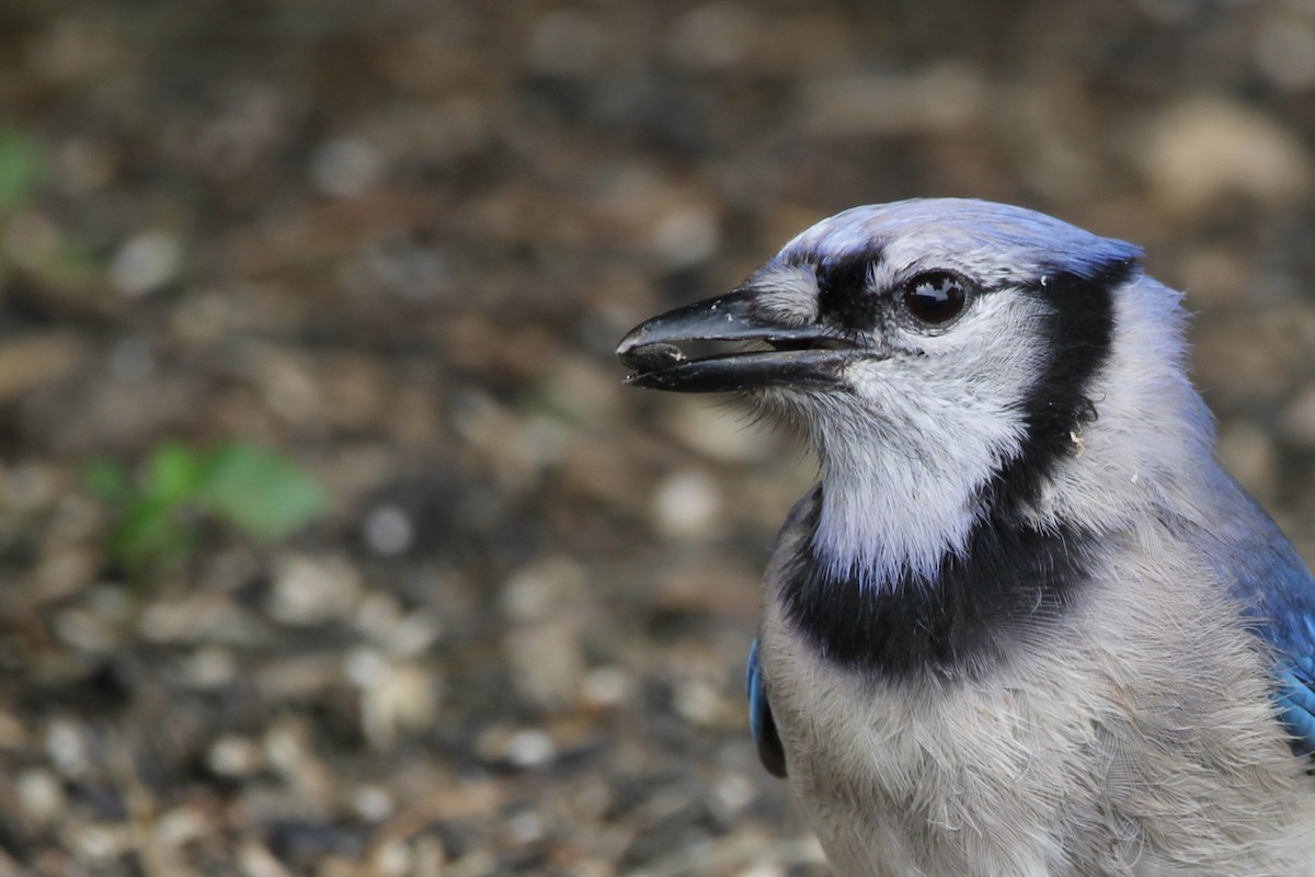Blue Jay - ML639070246