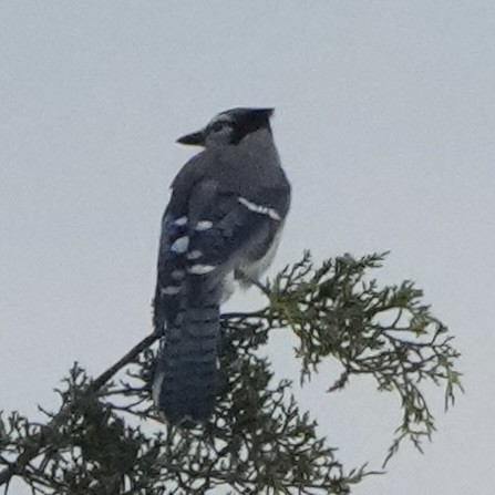 Blue Jay - ML639070270