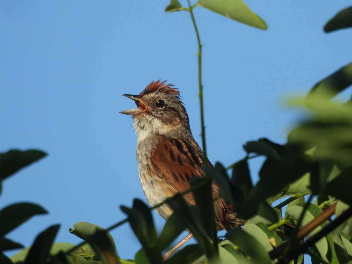Swamp Sparrow - ML639070276