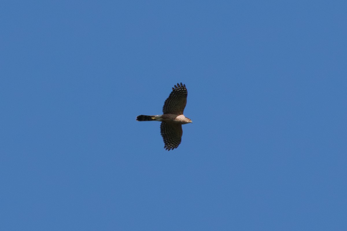 Cooper's Hawk - ML639070313