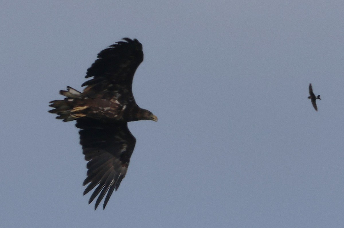 White-tailed Eagle - ML639070323