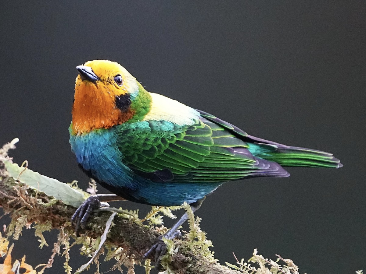 Multicolored Tanager - ML639070324