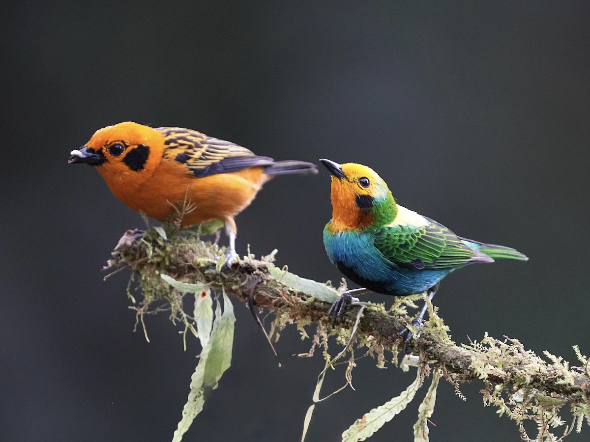Multicolored Tanager - ML639070325