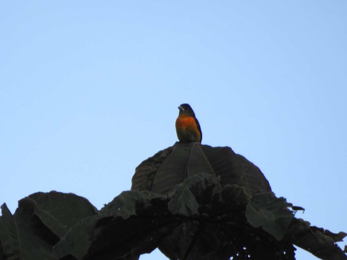 Flame-rumped Tanager - ML639070340