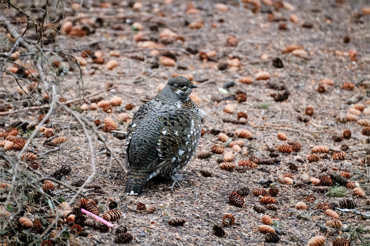 Spruce Grouse - ML639070345