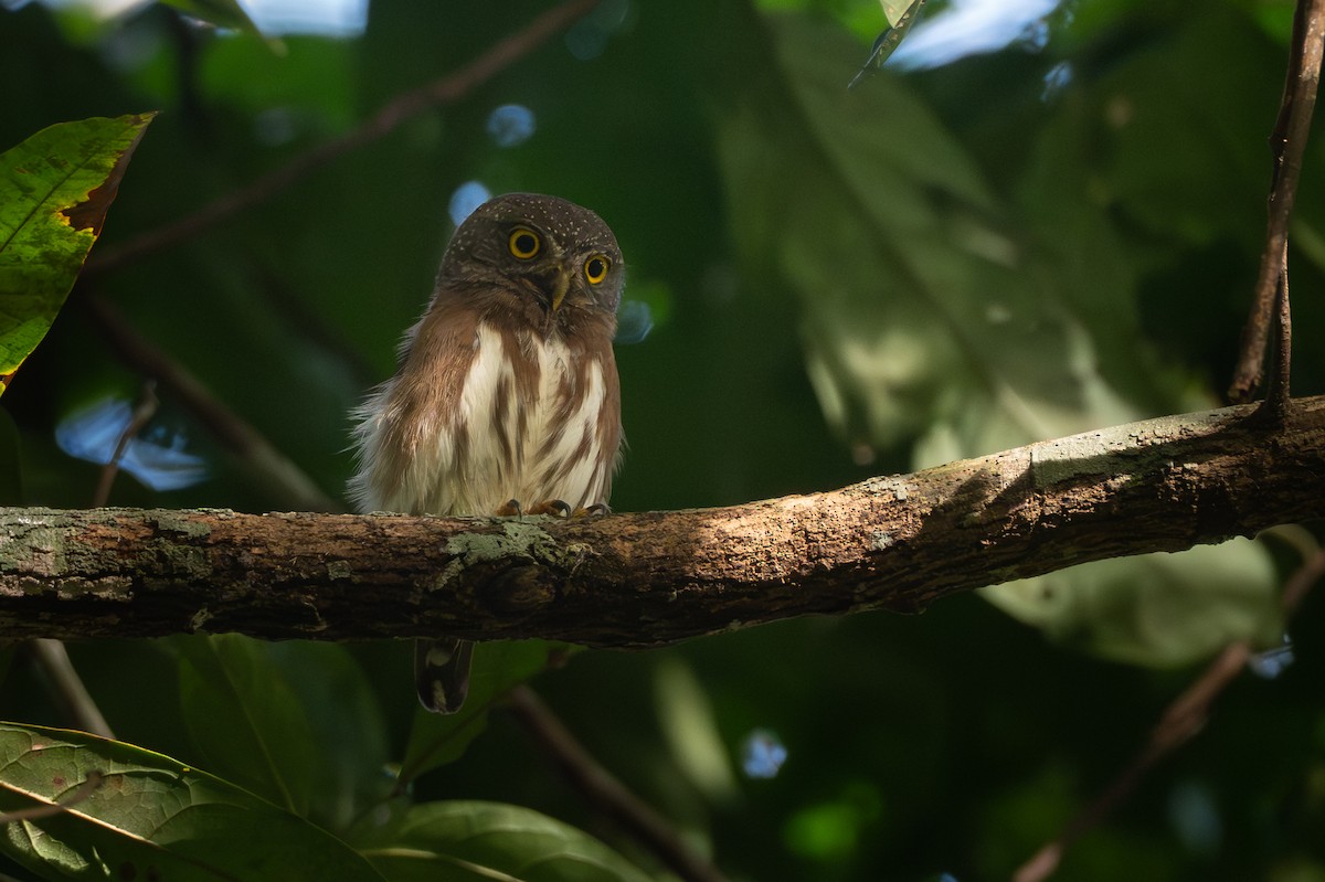 Amazonian Pygmy-Owl - ML639070401