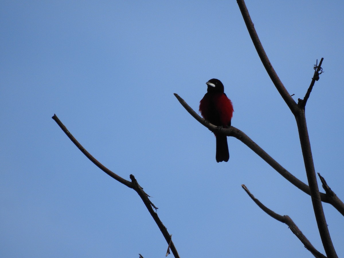Crimson-backed Tanager - ML639070409